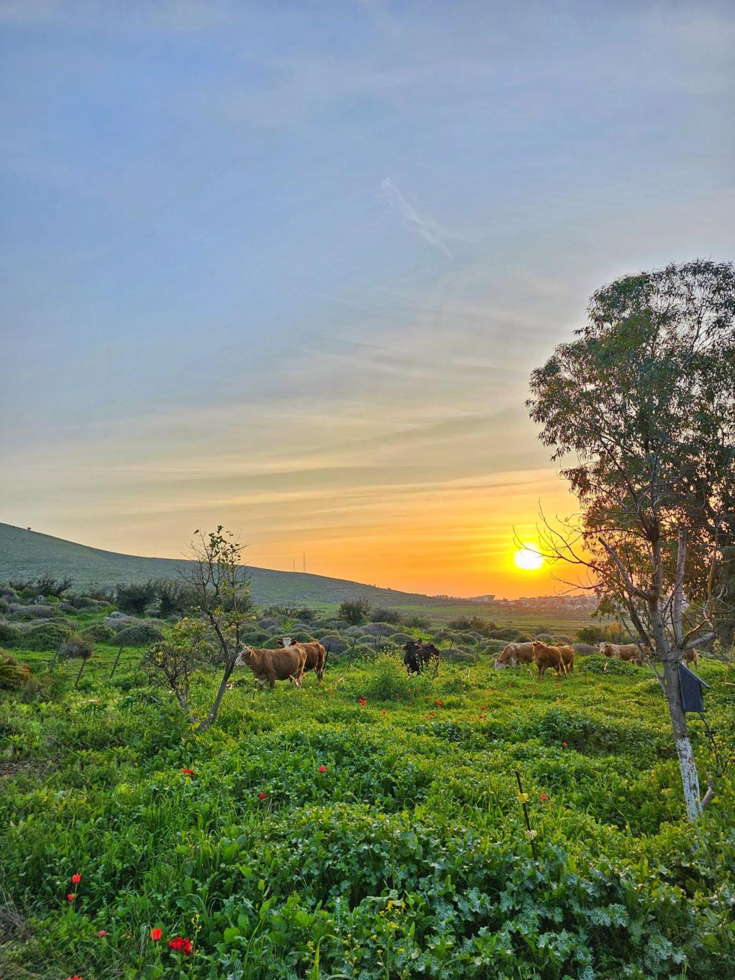 Willa זריחה למרגלות הגלבוע Nurit Zewnętrze zdjęcie